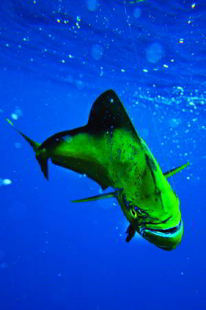 Victoria's Hopkins River provides some good sport fishing options for loclas in the know. Image: Tim Vincent